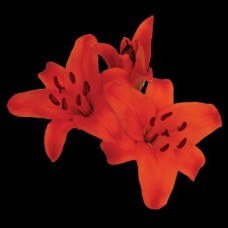 Lily - Asiatic - Red (3+ blooms)